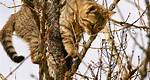 Can Cats Kill Trees