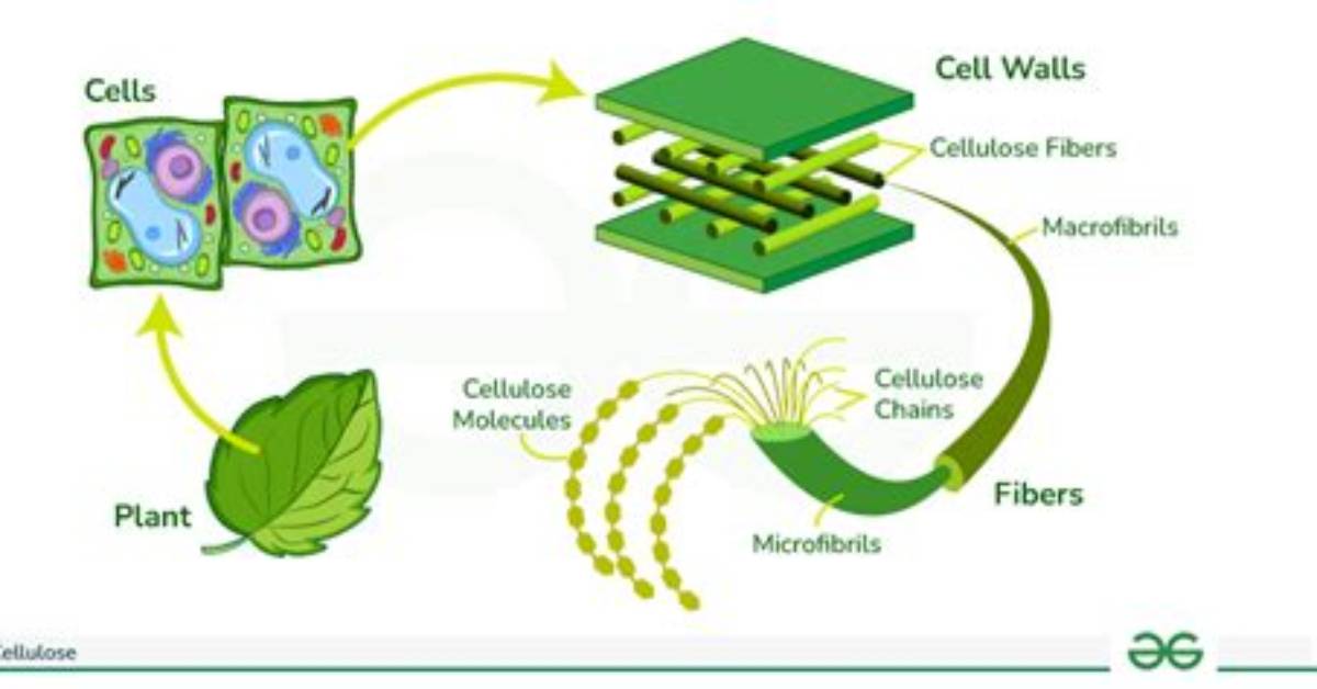 Can Cellulose Be Digested?