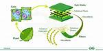 Can Cellulose Be Digested?