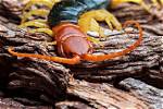 Can Centipede Kill Rat