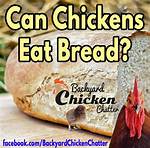 Can Chickens Have Bread
