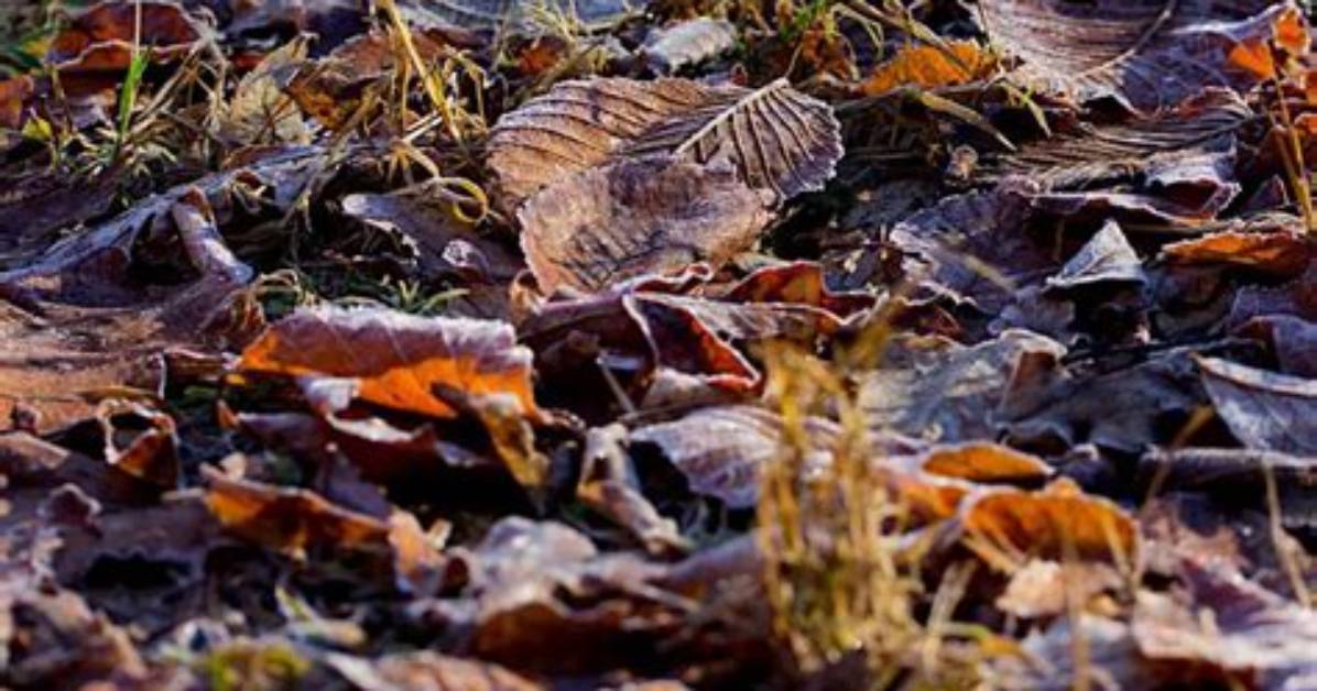 Can Cold Stop Decomposition?