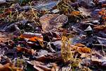 Can Cold Stop Decomposition?
