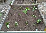 Can Collards Be Transplanted?