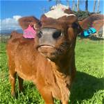 Can Cows Recognize Humans?
