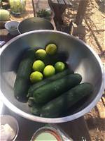 Can Cukes Be Cooked?