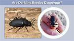 Can Darkling Beetles Bite