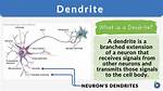 Can Dendrites Be Repaired?