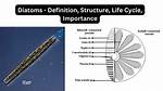 Can Diatoms Be Stringy?