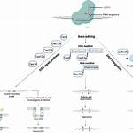 Can Dna Be Modified?
