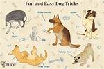 Can Dog Learn Tricks?