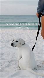 Can Dogs Be Disloyal?