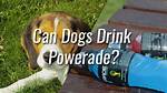 Can Dogs Drink Powerade?