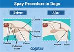 Can Dogs Get Spayed?