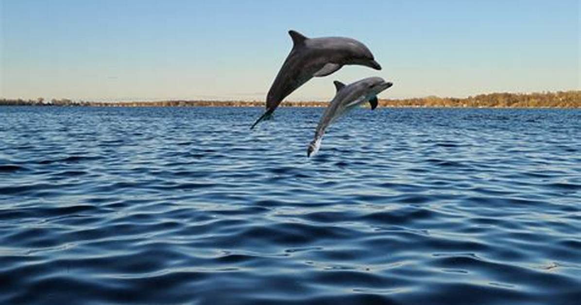 Can Dolphins Live in Lake Michigan