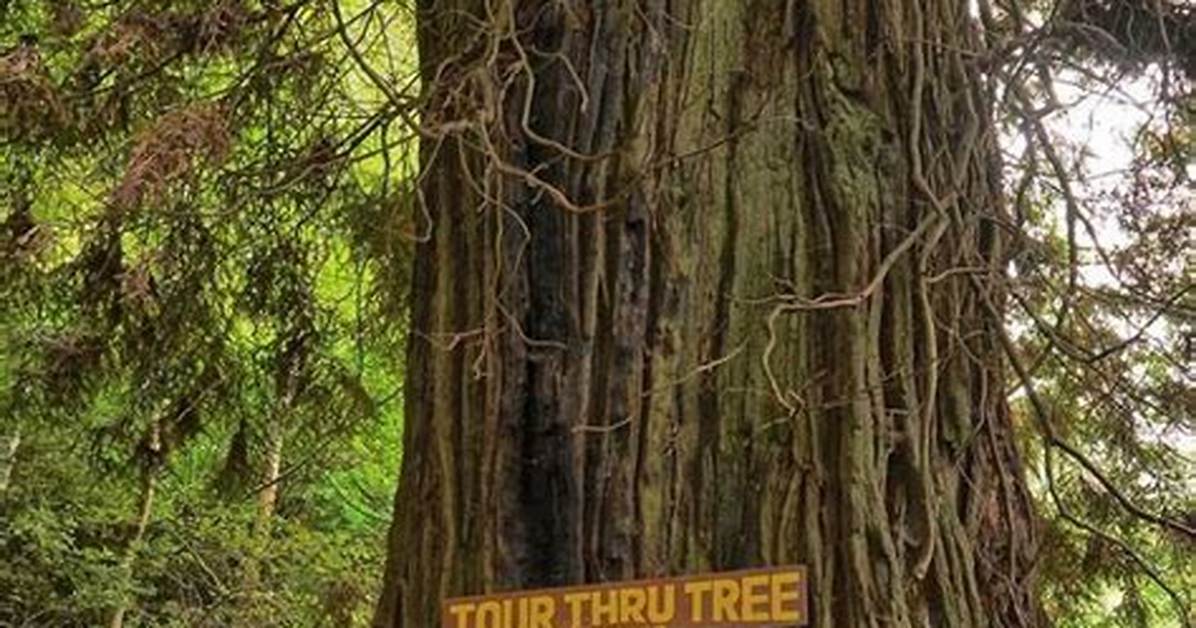 Can Drive Through Tree?