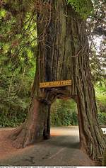 Can Drive Through Tree?