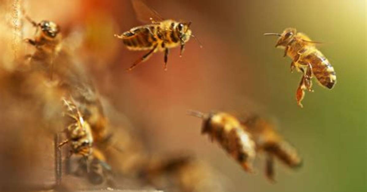 Can Drones Replace Bees