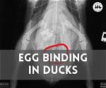 Can Ducks Get Egg Bound?