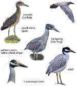 Can Egrets Be Gray?
