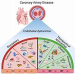 Can Endothelial Dysfunction Cause Heart Attack?