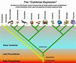 Can Evolution Explain the Cambrian Explosion?