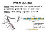 Can Exons Be Non Coding?