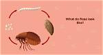 Can Fleas Crawl Inside