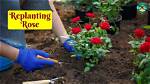 Can Flowers Be Replanted