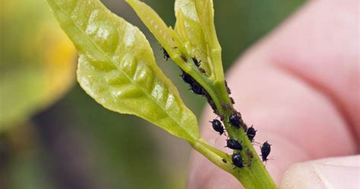 Can Ginger Kill Insects