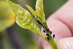 Can Ginger Kill Insects