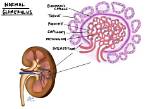 Can Glomeruli Be Repaired?