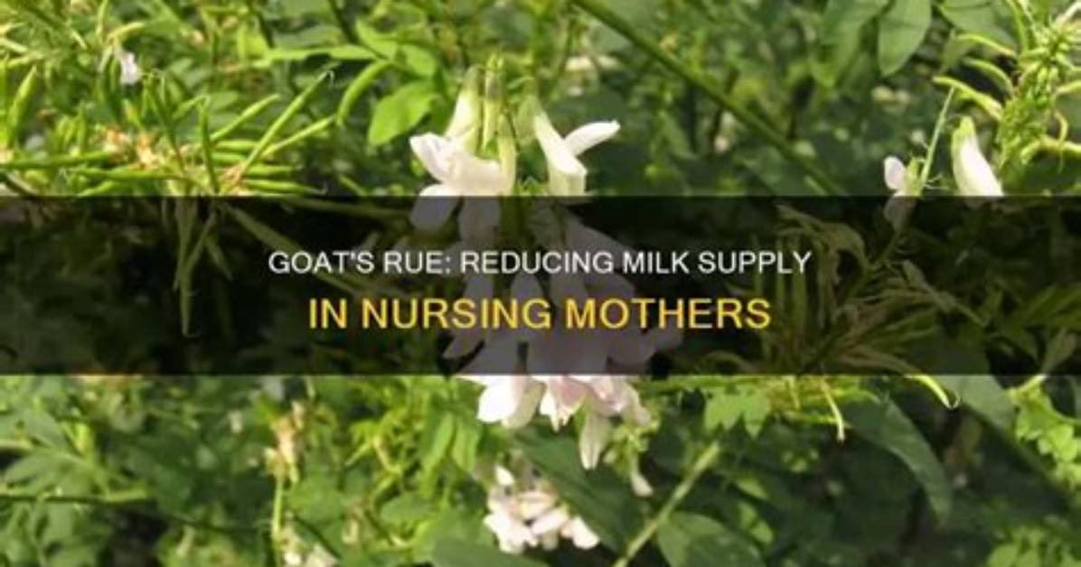 Can Goat's Rue Decrease Milk Supply?