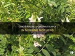 Can Goat's Rue Decrease Milk Supply?
