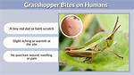 Can Grasshoppers Bite
