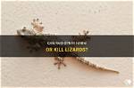 Can Hit Kill Lizards?