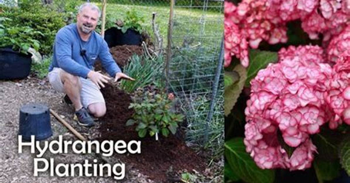 Can Hydrangeas Spread? | Contextresponse. Com