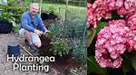 Can Hydrangeas Spread? | Contextresponse. Com