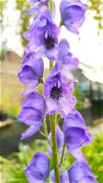 Can I Split Aconitum?