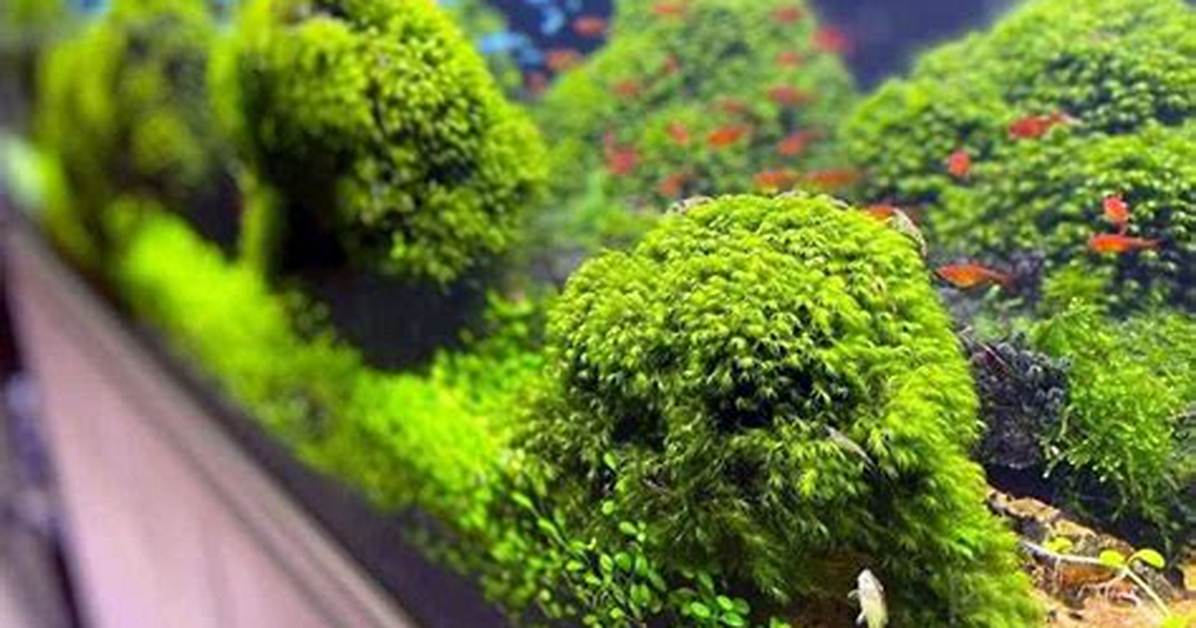 Can Java Fern Grow Emersed?