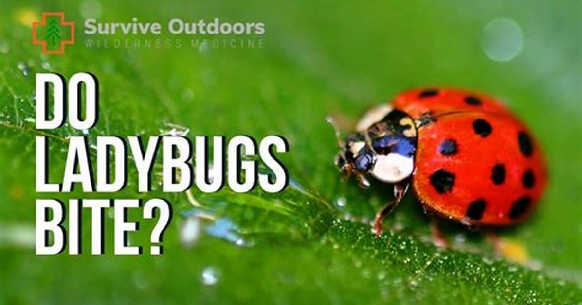 Can Ladybugs Bite