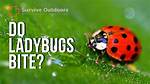 Can Ladybugs Bite