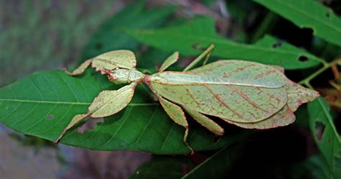 Can Leaf Bugs Fly?