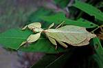 Can Leaf Bugs Fly?