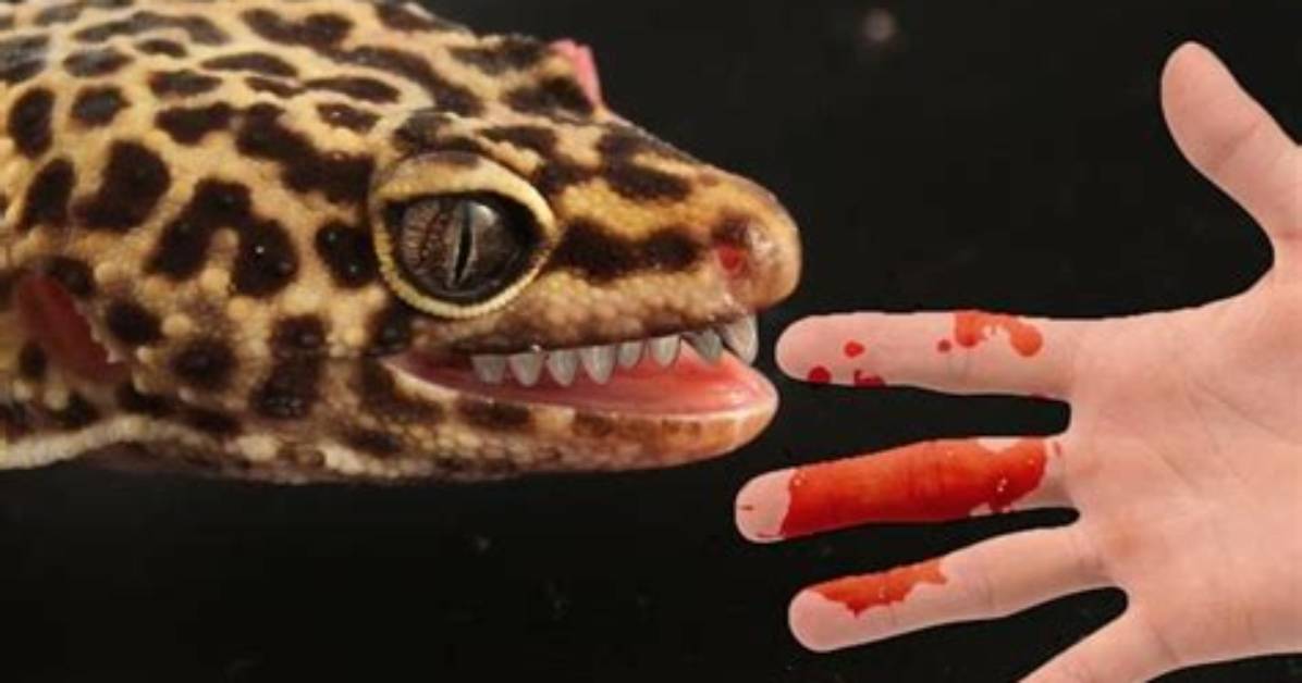 Can Leopard Geckos Bite?