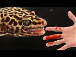 Can Leopard Geckos Bite?
