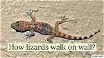 Can Lizard Survive a Fall?