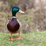 Can Mallards Be Pets?