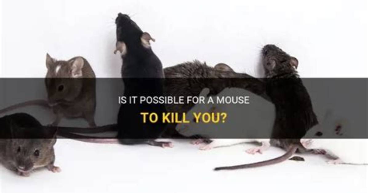 Can Mouse Kill You?