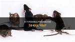 Can Mouse Kill You?